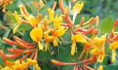 Lonicera_x_tellmaniana_Gold-Geißblatt_P1090302 (1)